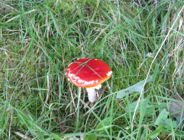 Tieners hebben amper voeling met natuur