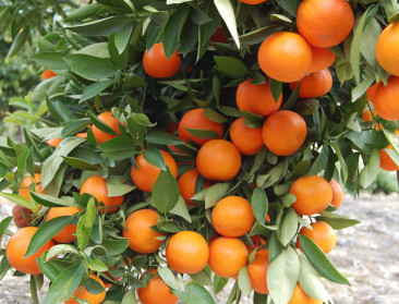 Tunesië moet recordoogst sinaasappels verkocht krijgen