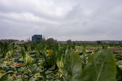 Bloemkolen oogst Dewitte in Wingene