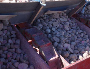 Belgische aardappeltelers bedot met vervalst pootgoed