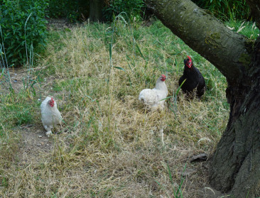 Negende geval van vogelgriep bij hobbykippen sinds juni