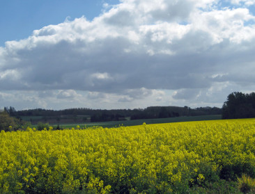 Afloop neonicotinoïdenstudie verrast bijenexperten niet