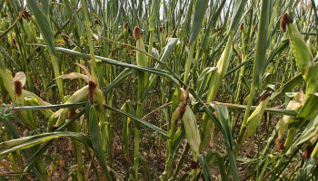 Hele Europese landbouwsector zwaar getroffen door uitzonderlijk hete en droge zomer