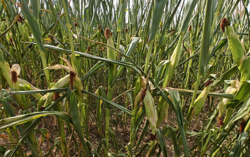 Hele Europese landbouwsector zwaar getroffen door uitzonderlijk hete en droge zomer