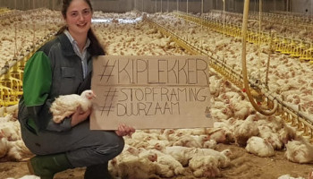 Het woord ‘kiplekker’ zorgt voor beroering