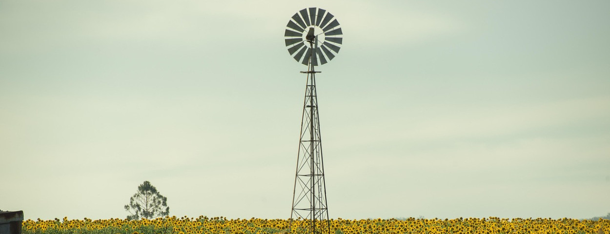 zonnebloemen australie