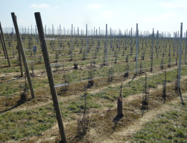 "Limburg moet krachtig en modern ondernemen"