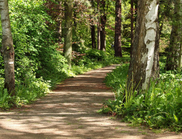 Week van het Bos focust dit jaar op aantal bossoorten