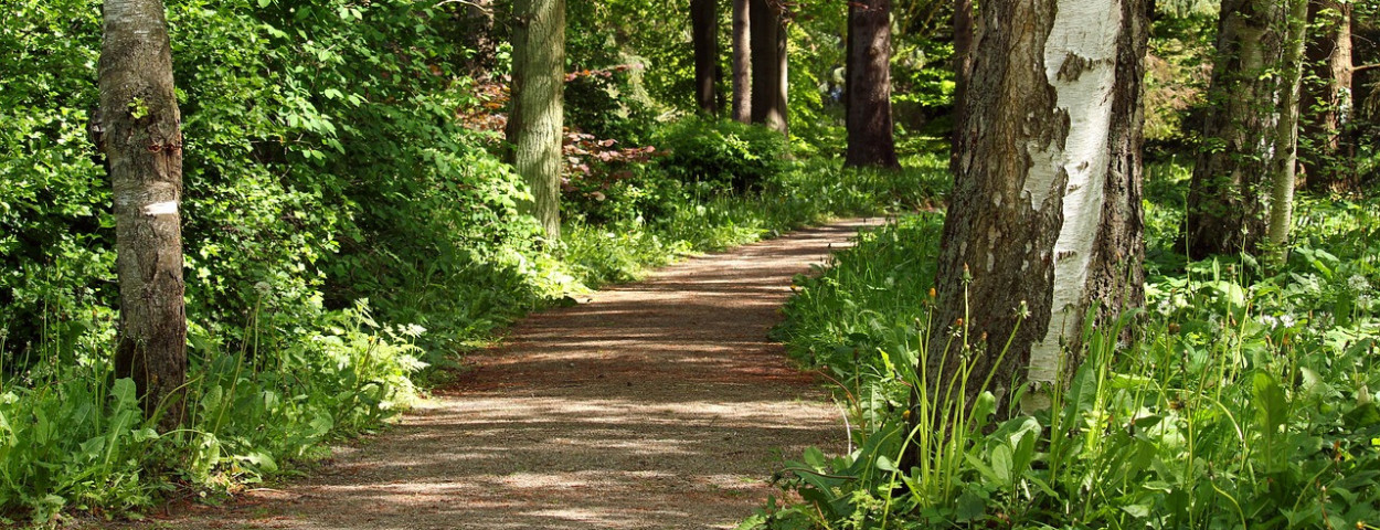 bospadwandeling