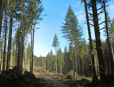 Tekort aan naaldbomen: beter voorkomen dan genezen