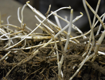 Seizoen van peperdure hopscheuten afgetrapt bij REO Veiling