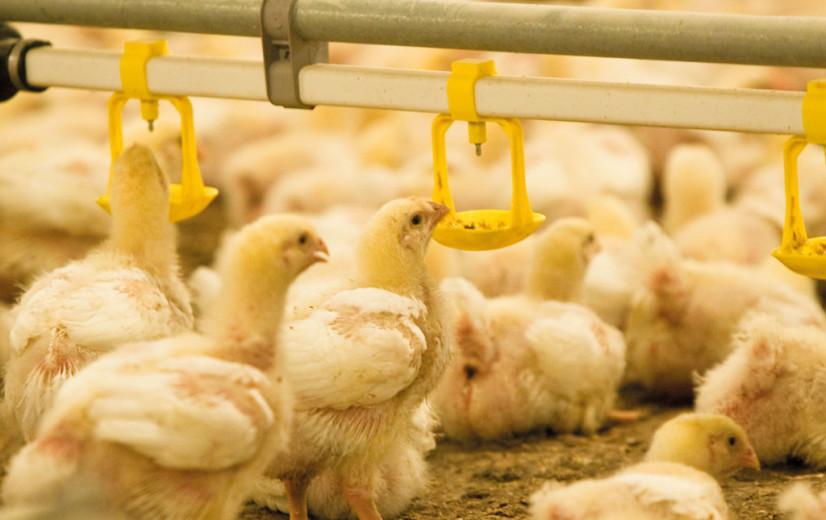 Braadkippenhouder denkt aan stoppen door dalende prijzen