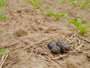 Overstap naar akkers blijkt geen succes voor kievit