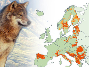 EU wil een verhit debat over grote carnivoren voor zijn