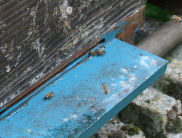 Bijensterfte ligt in Nederland veel lager dan bij ons