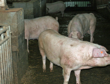 Varkenssector leeft op hoop omtrent export naar Rusland