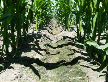 Innovatief bemesten dankzij UGent en praktijkonderzoek