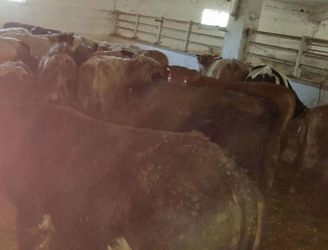 Belgisch rundveetransport mag Turkije toch binnen