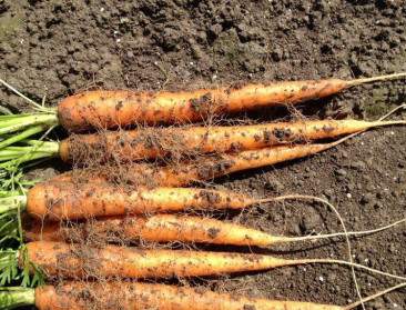 Kwaliteitsvolle groenten telen kan met minder bemesting