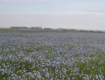 Schauvliege laat onderzoeken of droogte landbouwramp is