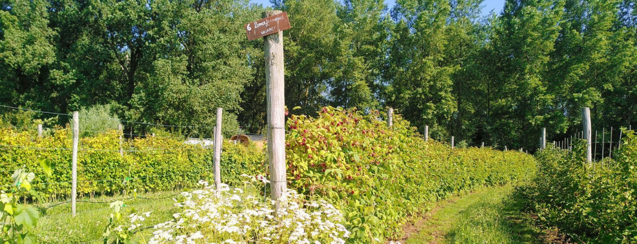 ILVO_Voedselbos_Daalkouter1