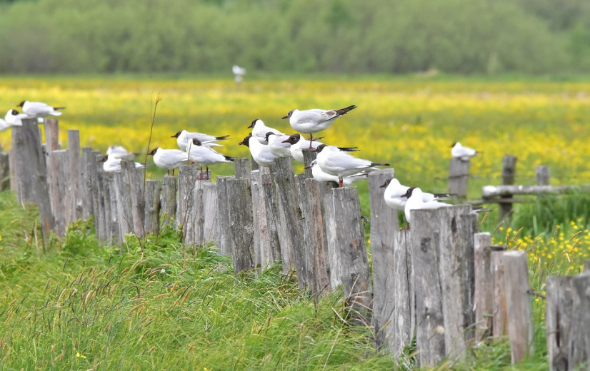 WHO bezorgd over overdracht van vogelgriep van dier op mens