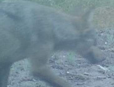 Vermijden dat wolf schapen als prooi gaat prefereren