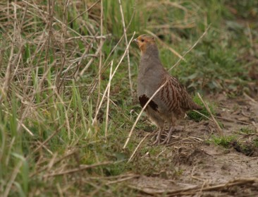 Met meer aan resultaatgericht natuurbeheer doen
