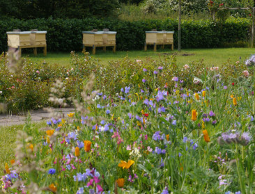 Bayer niet akkoord met radicaler bannen neonicotinoïden