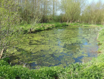 Doctoraatstudie toont chemische verontreiniging aan van amfibiepoelen in Zwalmstreek