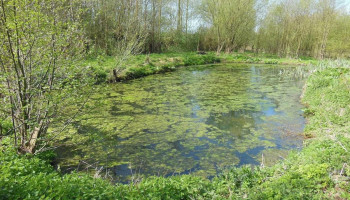 Doctoraatstudie toont chemische verontreiniging aan van amfibiepoelen in Zwalmstreek