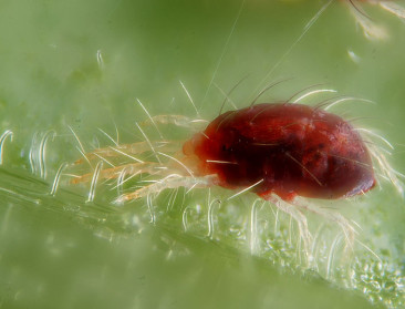 Vlinders en mijten ontgiften cyanide met bacterieel gen