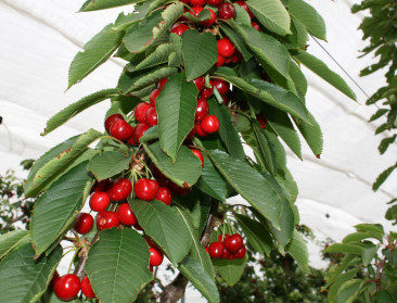 Kaap 1 miljoen kilo kersen overschreden