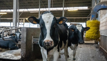 Nieuwe Europese Veehouderijstrategie moet sector tegen 2040 doen floreren
