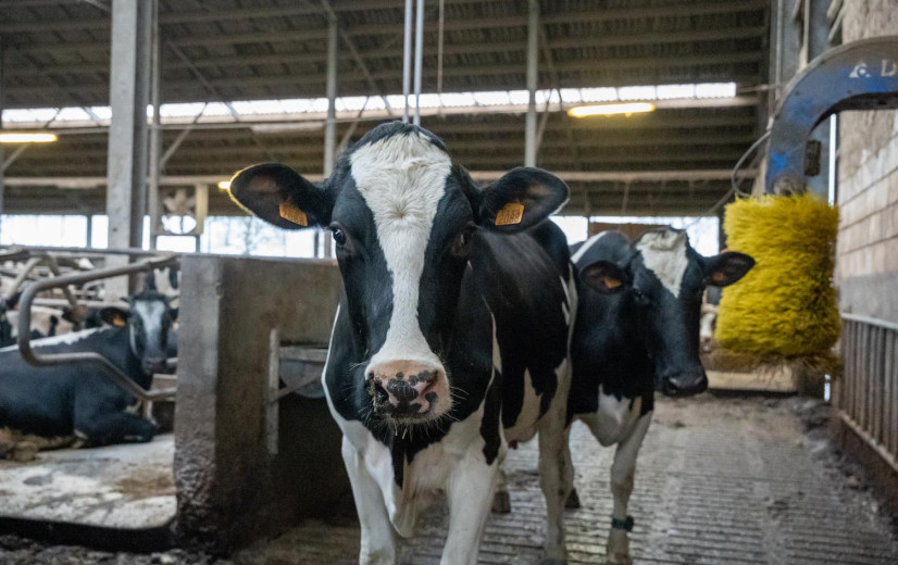 Nieuwe Europese Veehouderijstrategie moet sector tegen 2040 doen floreren