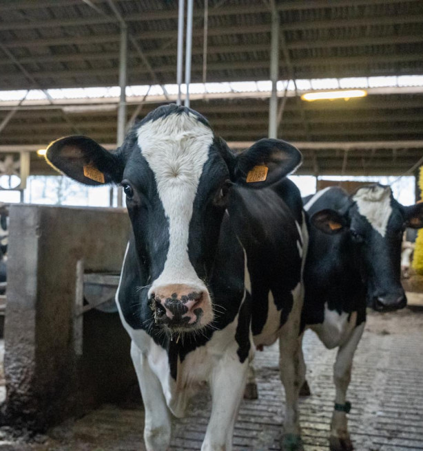 Nieuwe Europese Veehouderijstrategie moet sector tegen 2040 doen floreren