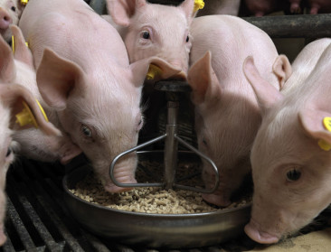Antibioticagebruik in veehouderij daalt onder niveau humaan gebruik