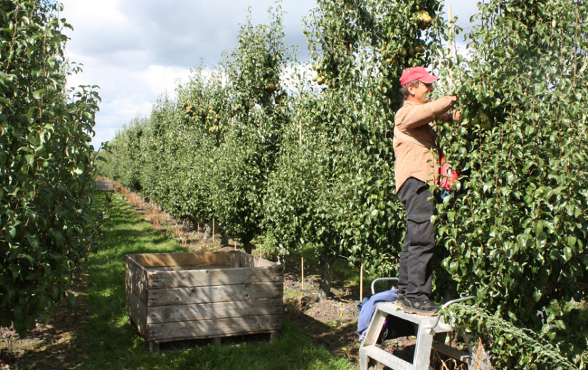 Hardfruittelers hoopvol over appel- en perenjaar bij eerste pluk