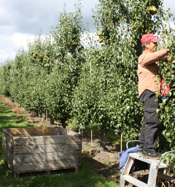 Terugvordering belastingvoordeel fruittelers: “Onverwachte kostenpost van tienduizenden euro’s”