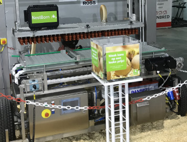 Kippen komen voortaan in de stal uit dankzij NestBorn