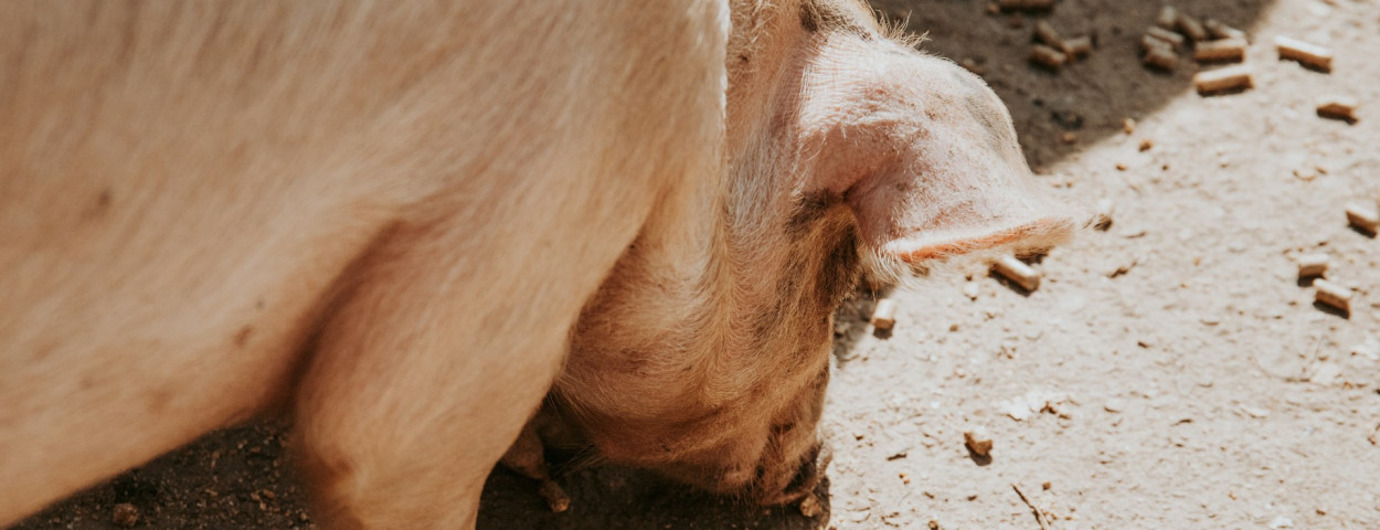 varken eten voeding feed