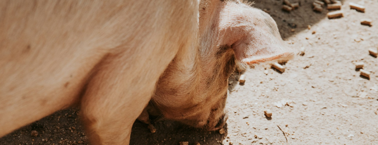 varken eten voeding feed