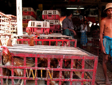 30 pct Aziatisch mengvoeder vervuild met zware metalen