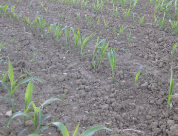 KMI maakt zich zorgen over de aanhoudende droogte