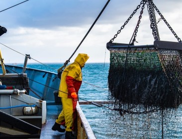 Belgische vissers mogen meer kabeljauw en wijting vissen in 2023, minder tong en pladijs