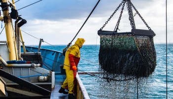 Belgische vissers mogen meer kabeljauw en wijting vissen in 2023, minder tong en pladijs