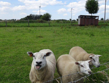 Ook schapen en koeien zijn gevoelig voor het coronavirus