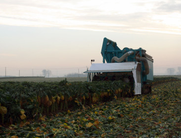 Witte vlieg kleurt spruiten zwart: Ziektedruk zorgt voor meer schade dan droogte