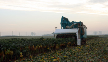 Witte vlieg kleurt spruiten zwart: Ziektedruk zorgt voor meer schade dan droogte