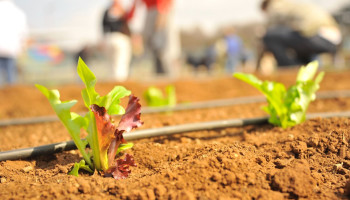 Gezocht: jonge “changemakers” met breed netwerk en een passie voor landbouw